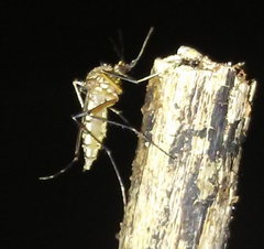 Aedes vexans