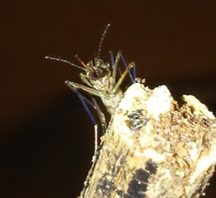 Aedes vexans