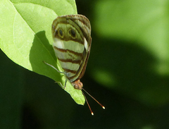 Dynamine postverta mexicana