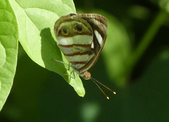 Dynamine postverta mexicana