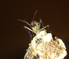 Aedes vexans