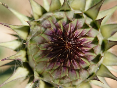 Image of Onopordum cynarocephalum by (c) Nasser Halaweh, some rights reserved (CC BY)