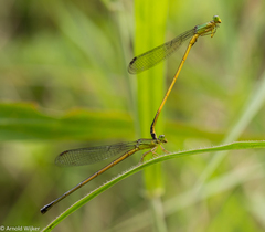 Ceriagrion fallax