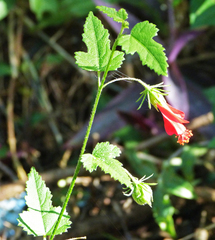Hibiscus poeppigii