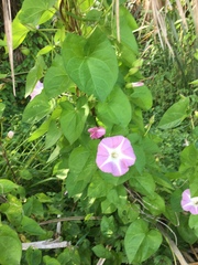 Calystegia sepium roseata