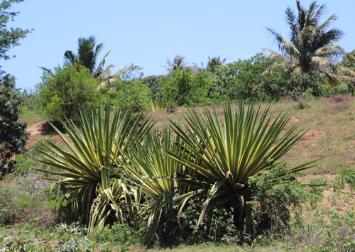 Agave angustifolia var. marginata image