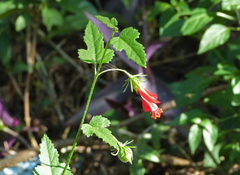 Hibiscus poeppigii