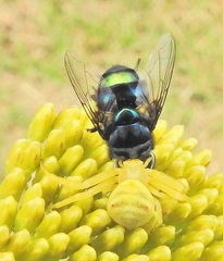 Chrysomya chloropyga