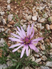 Pseudopodospermum papposum