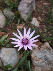 Pseudopodospermum papposum