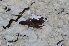 Centruroides ochraceus