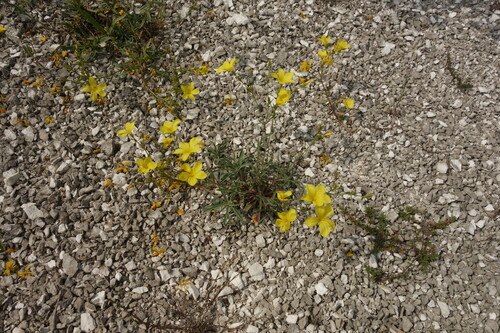 Linum ucranicum (Linum ucranicum)