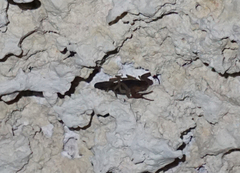 Centruroides ochraceus