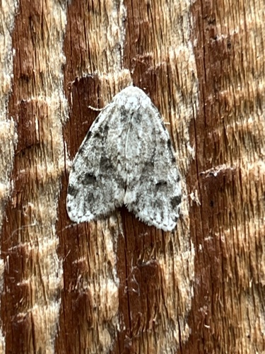 Little White Lichen Moth photo 4