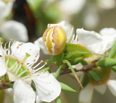Australomisidia rosea