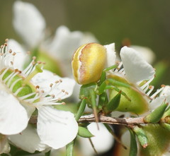 Australomisidia rosea