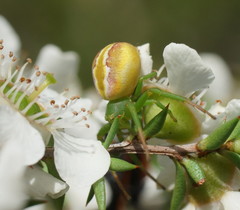 Australomisidia rosea