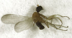 Phyllodromia falcata