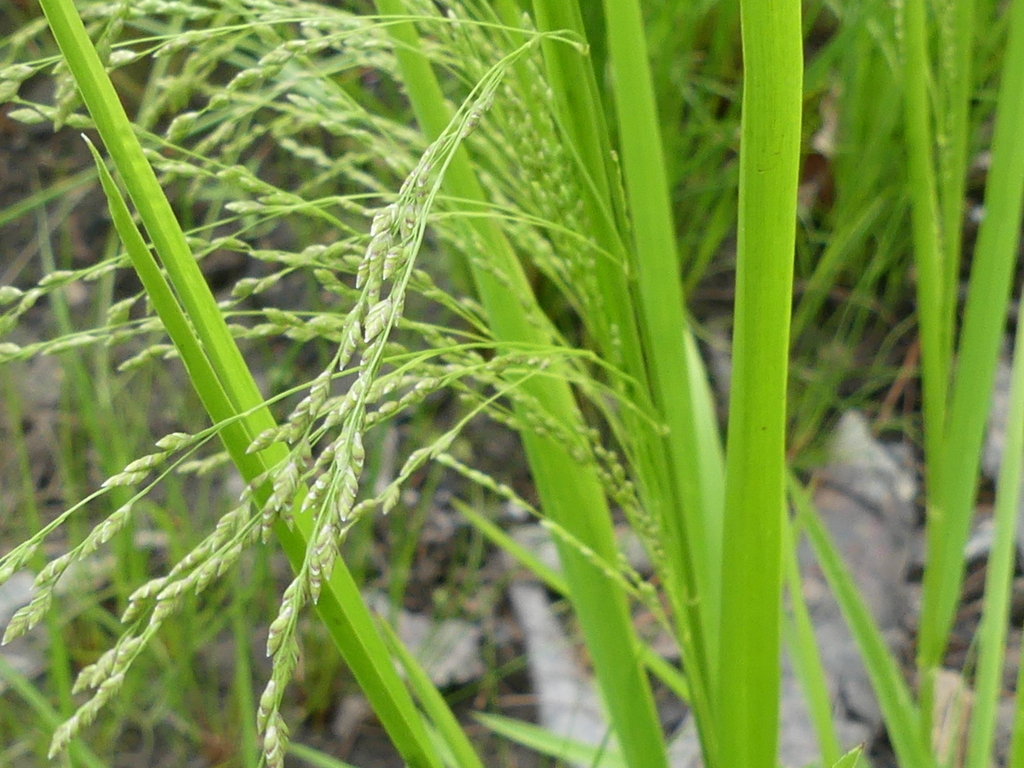 Sweet Grass From Merivale Gardens Grenfell Glen Pineglen Country   Large 