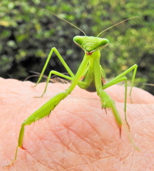 Miomantis caffra