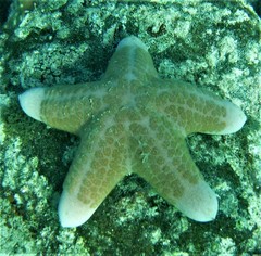 Choriaster granulatus