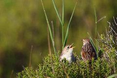 Cisticola subruficapilla