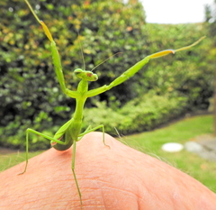 Miomantis caffra