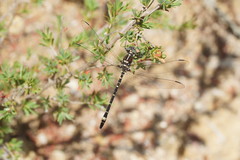 Eusynthemis brevistyla