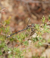 Eusynthemis brevistyla