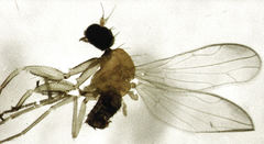 Phyllodromia falcata