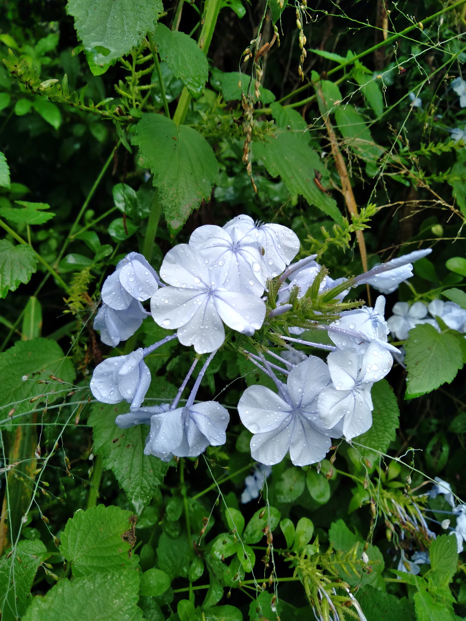 Plumbago auriculata