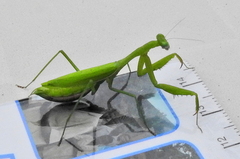 Miomantis caffra