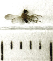 Phyllodromia falcata