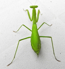 Miomantis caffra