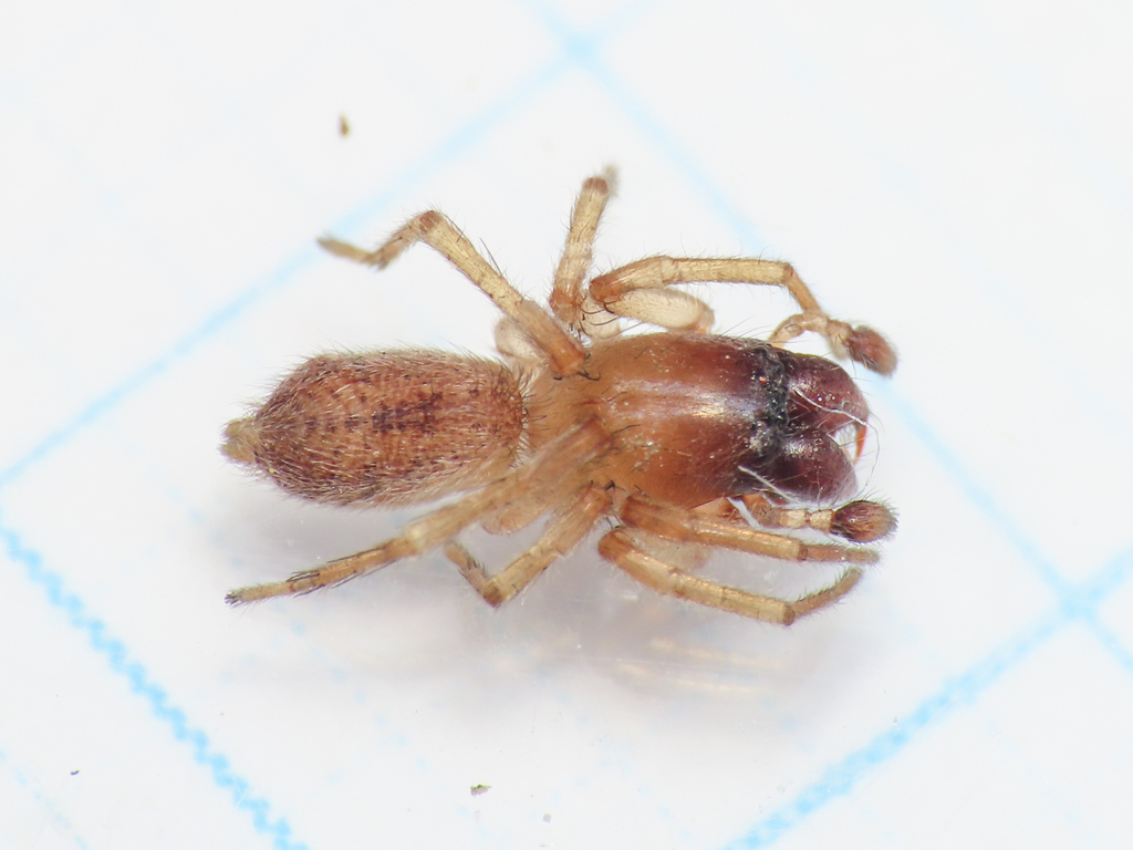 Porrhoclubiona vegeta