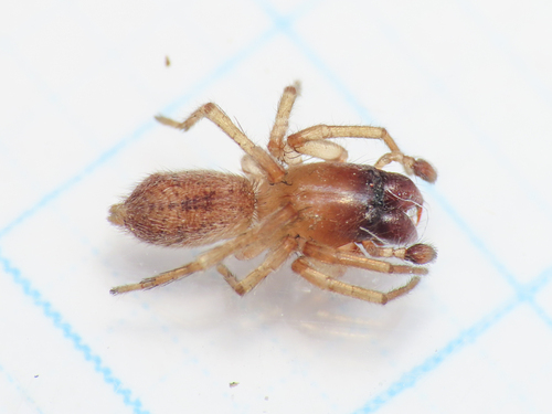 Porrhoclubiona vegeta