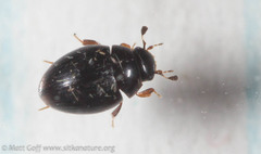 Megasternum posticatum