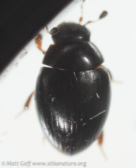 Megasternum posticatum