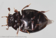 Megasternum posticatum