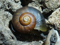 Neocyclotus dysoni