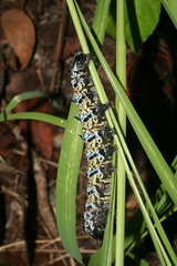 Gonimbrasia belina