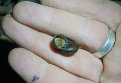 Neocyclotus dysoni