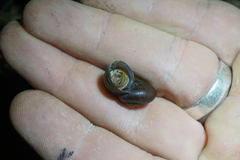 Neocyclotus dysoni