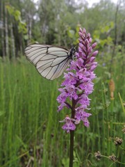 Dactylorhiza sibirica