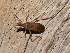 Dicranocephalus caffer