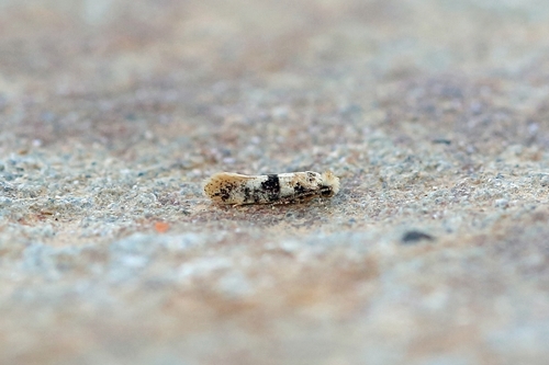 Infurcitinea atrifasciella