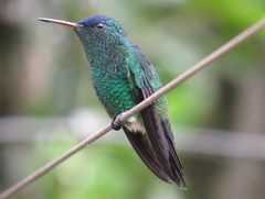 Saucerottia cyanifrons