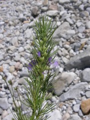 Psoralea ivumba