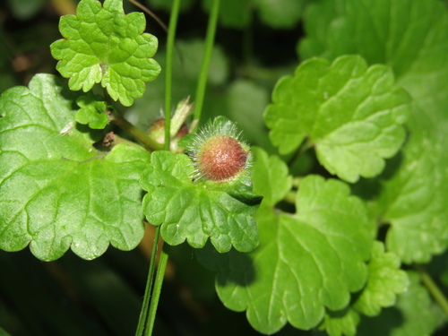 Glechoma gall wasp photo 4