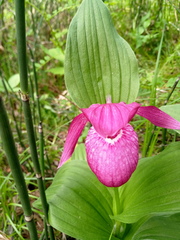 Cypripedium macranthos